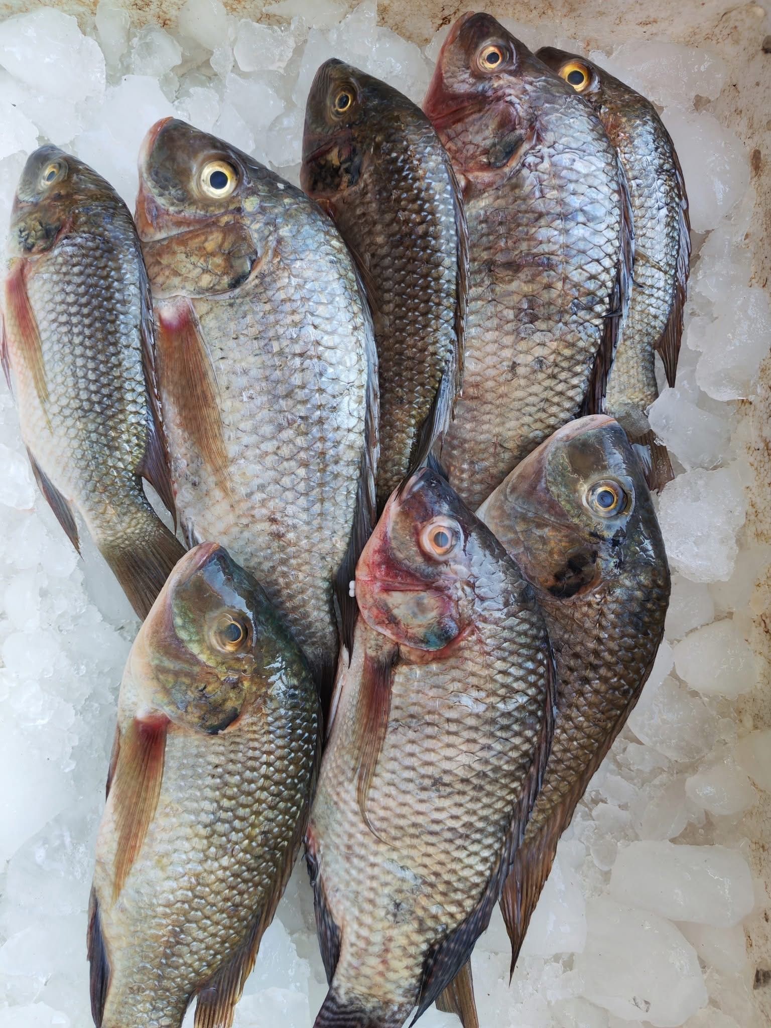 Tilapia harvest on ice